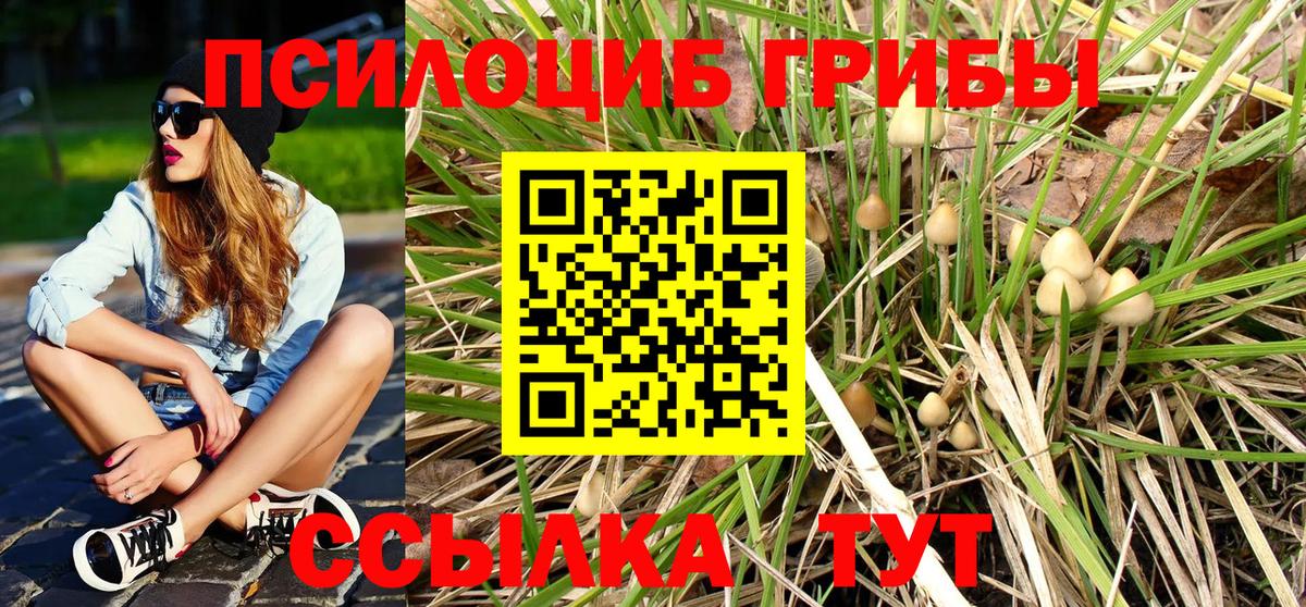 Александров  Псилоцибиновые грибы Psilocybine cubensis  Вход с VPN 